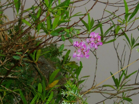 在錐麓古道邊發現小花 ~請問有哪位前輩能指點迷津呢?